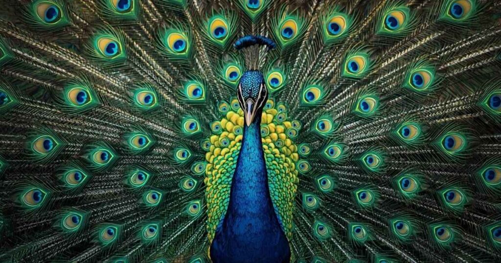 cute-peacock-captions-for-instagram